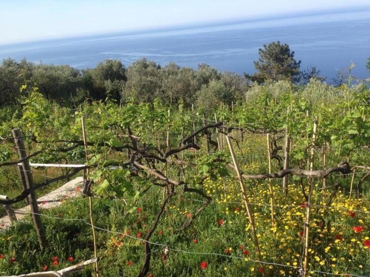 Il Nettare Agriturismo Villa Riomaggiore Bagian luar foto